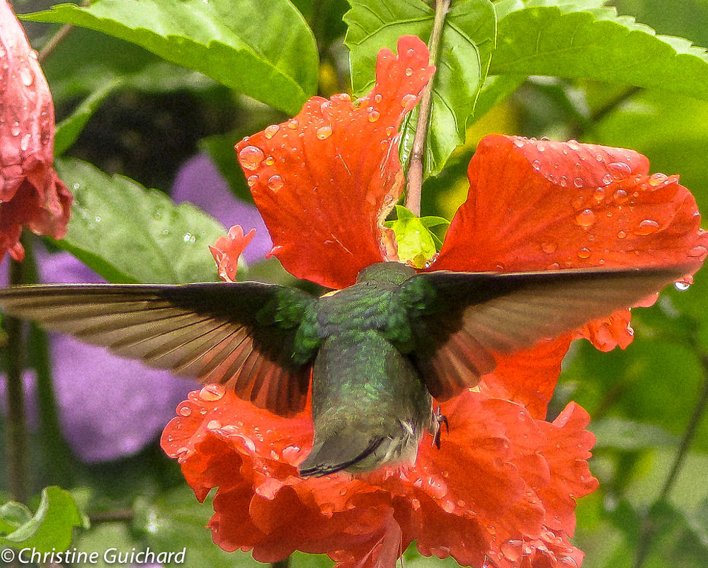 Colibri butinant une fleur d'hibiscus