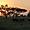 Soleil levant sur un troupeau de buffles