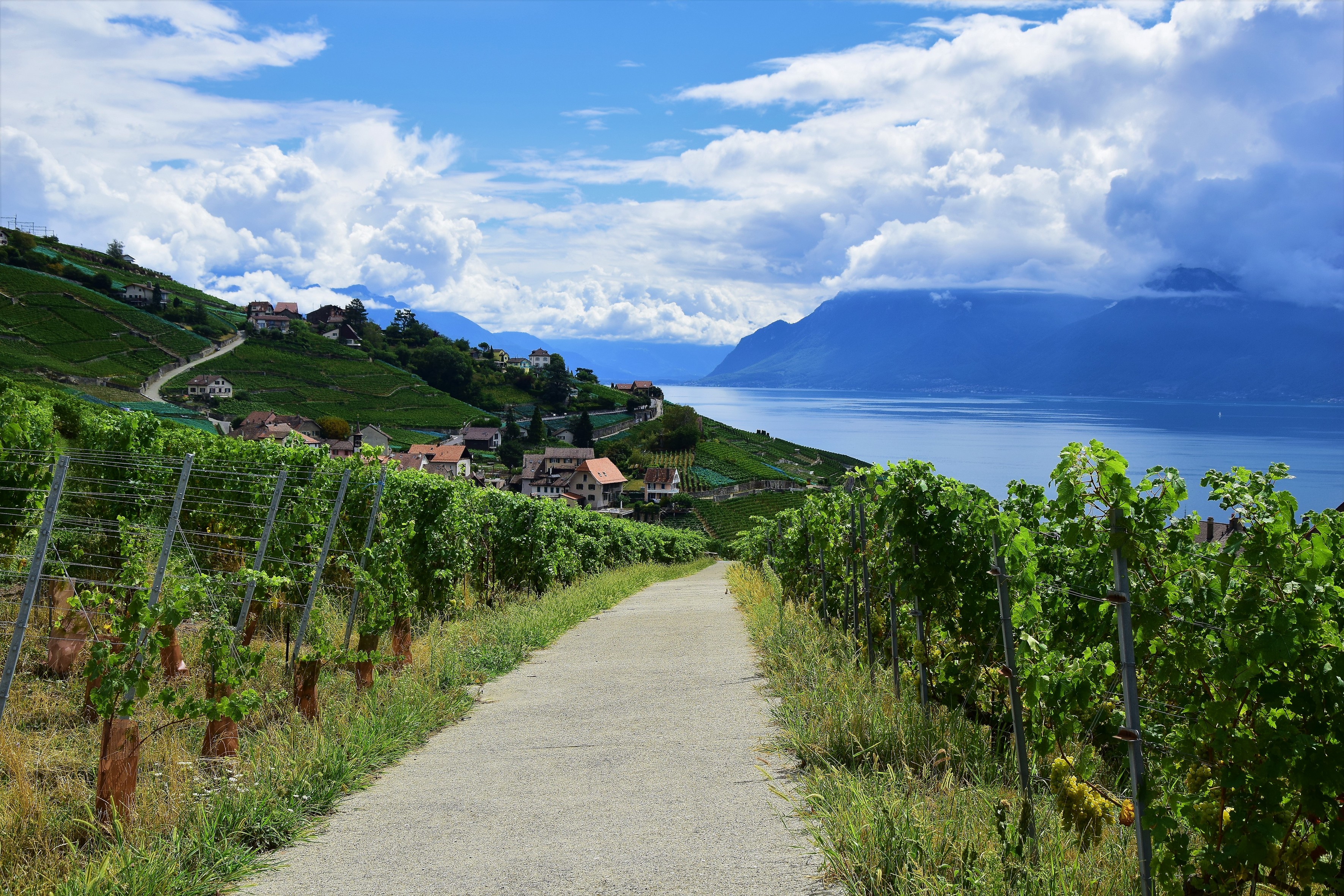 Les vignes du Lavaux Les vignes du Lavaux