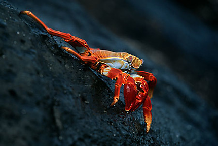 Crabe aux Galapagos