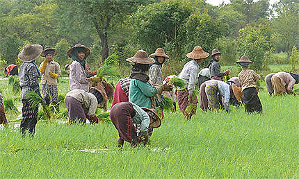 Femmes à la rizière