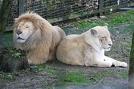 Couple de Lions Blancs