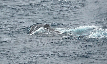 Baleine Franche
