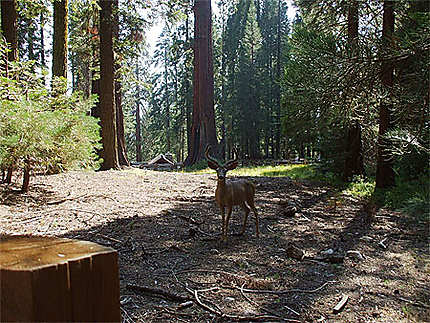 Promenade dans le Sequoïa National Park