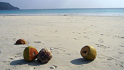 Noix de Cocos abandonnées sur Radhanagar Beach