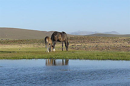 Cheval et son poulain sur un plateau du Haut Atlas