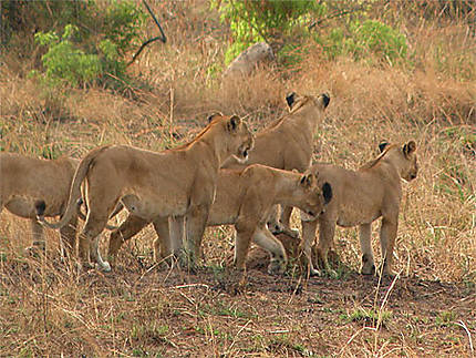 Famille de lionnes
