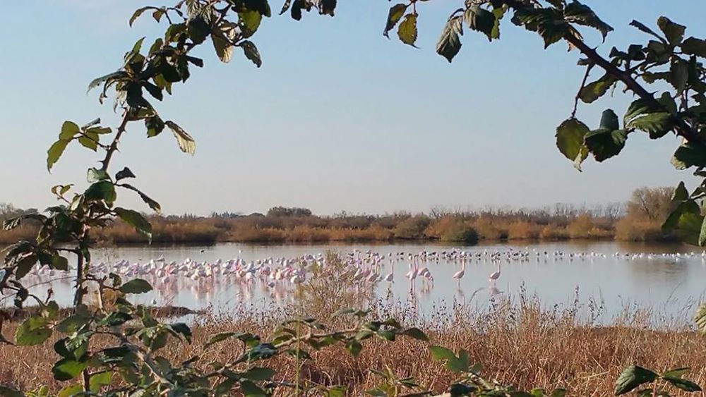 Flamants roses Portiragnes plages