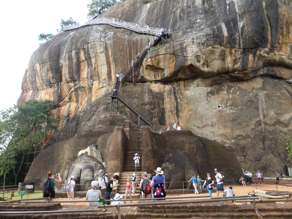 Dent du lion