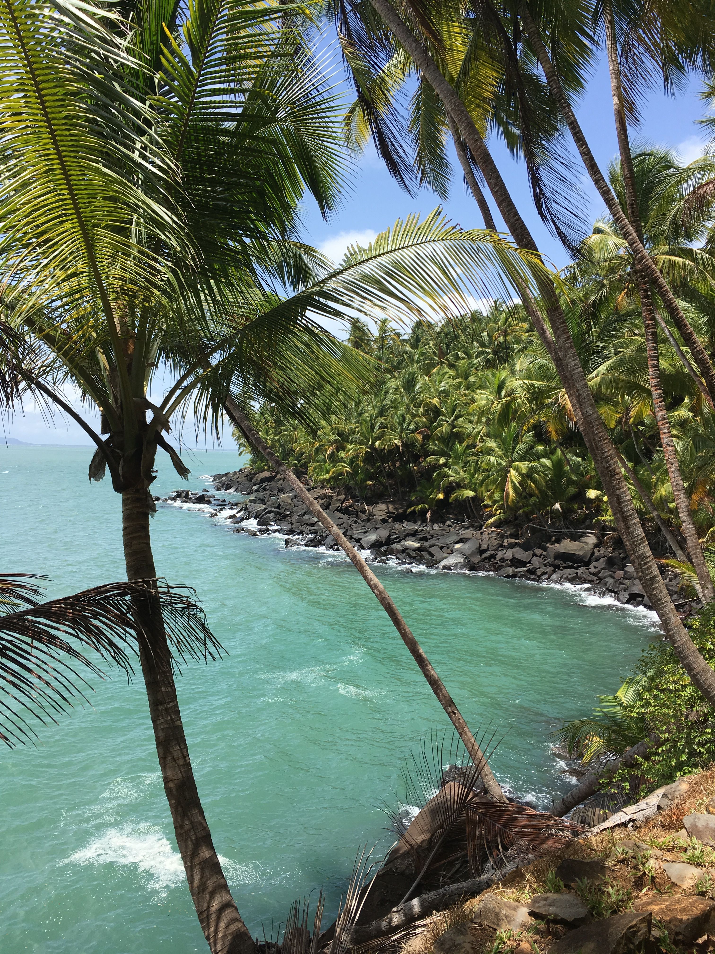 Cocotiers, les pieds dans l'eau, Guyane Cocotiers, les pieds dans l'eau, Guyane