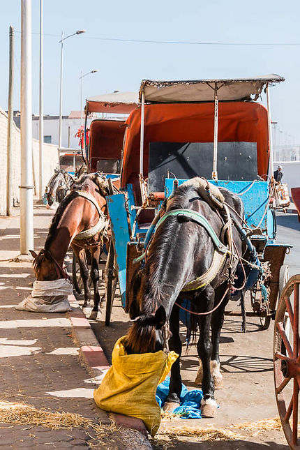 Essaouira, Les calèches 
