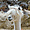 Un lama au zoo de la Palmyre