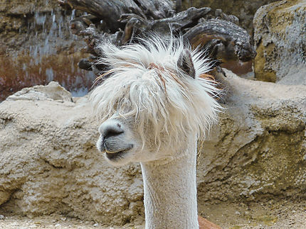 Un lama au zoo de la Palmyre