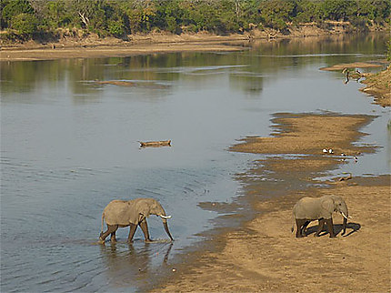 Eléphants dans le Luangwa