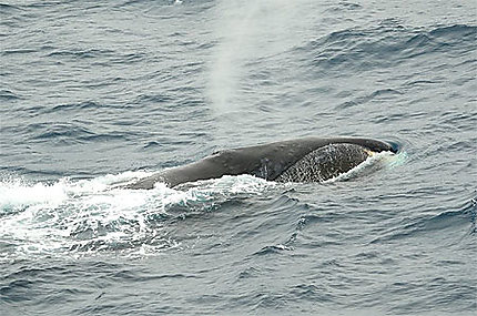 Baleine Franche