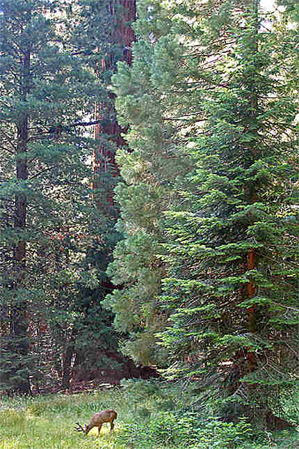 Sequoïa National Park