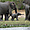 Famille d'éléphants