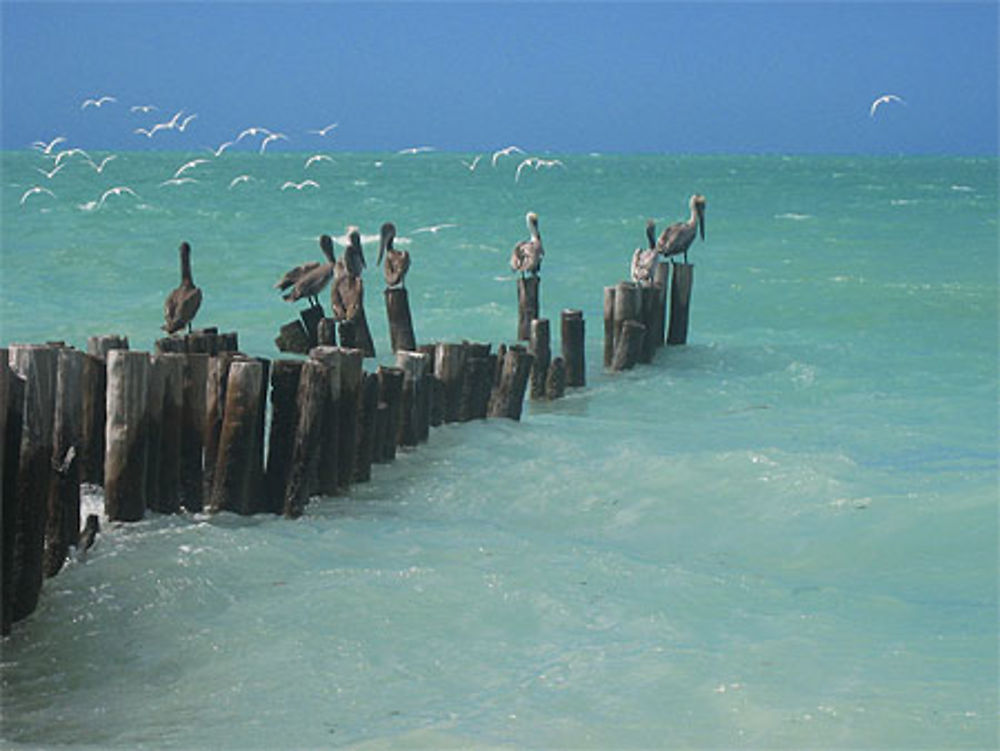 Plage de Sabancuy - Pélicans