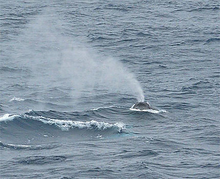 Souffle de baleine