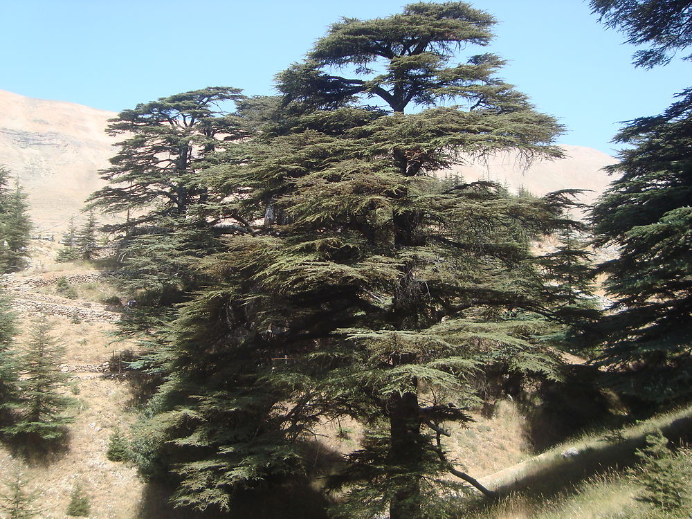 La forêt des cèdres de Dieu