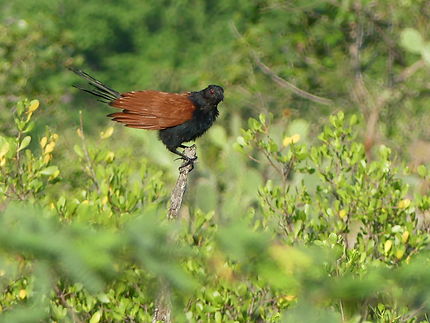 Grand coucal