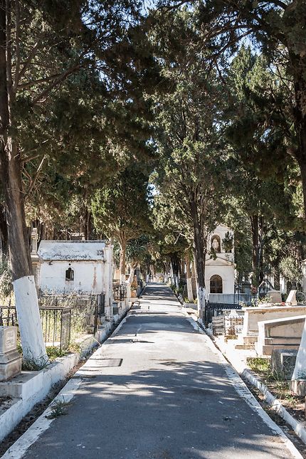 Alger - Chemin arboré dans le cimetière