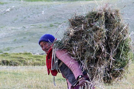 Moisson au village de Sking au Zanskar