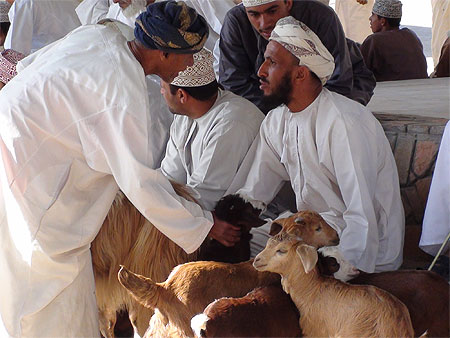 Marché aux bestiaux à Al Hamra Marché aux bestiaux à Al Hamra
