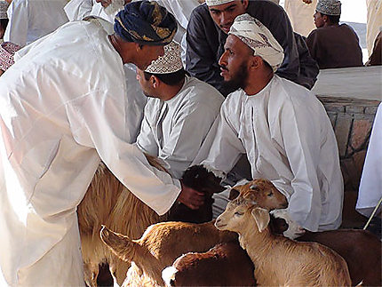 Marché aux bestiaux à Al Hamra