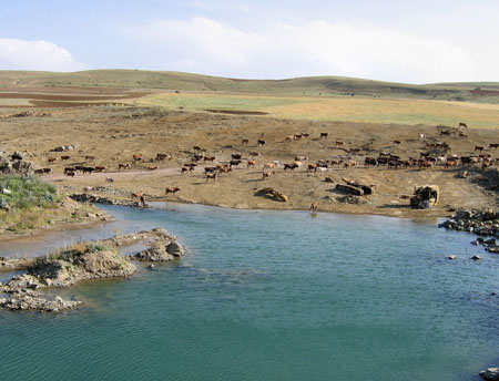 Vaches et tanks Vaches et tanks