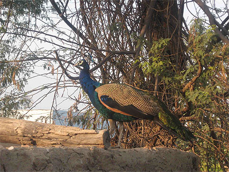 Indian Peafowl Pavo cristatus Indian Peafowl Pavo cristatus