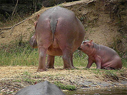 Maman hippo et son bébé
