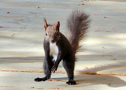 écureuil