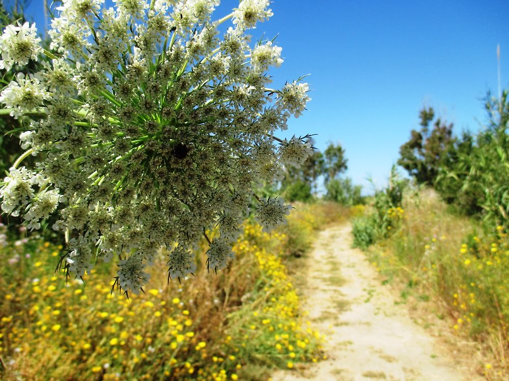 Chemin pour la plage 