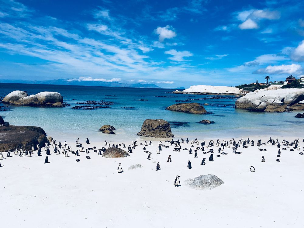 Boulders beach