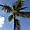 Les palmiers de Guadeloupe