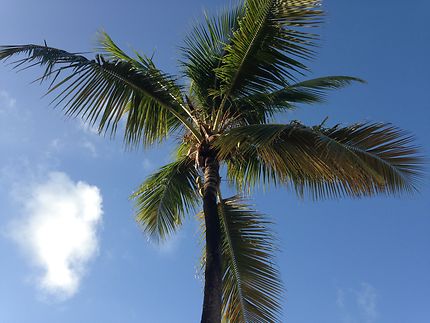 Les palmiers de Guadeloupe