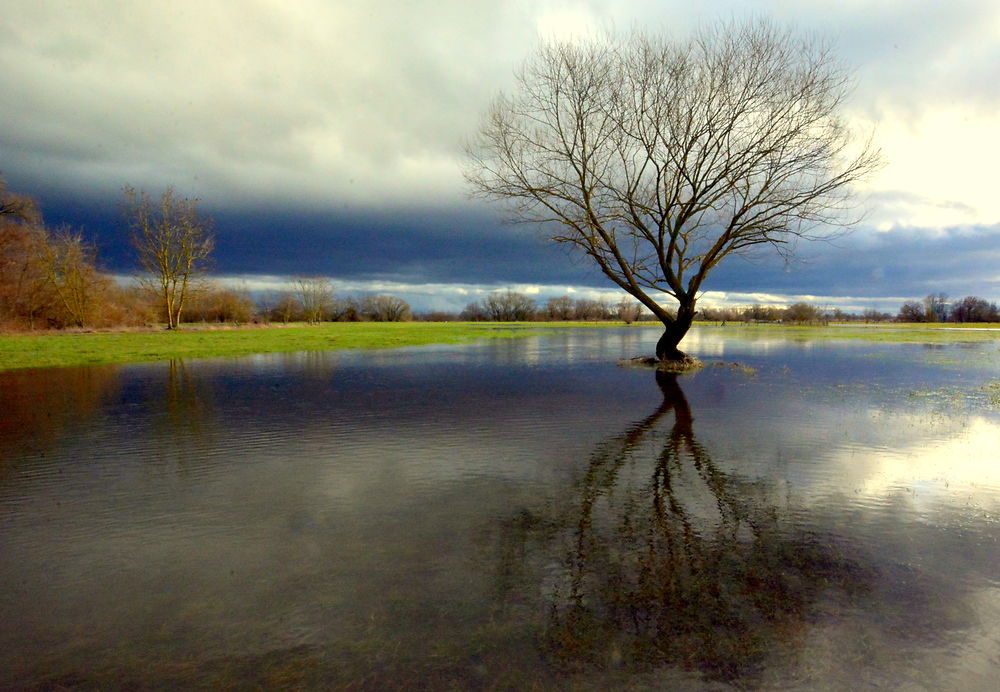 Quand l'eau monte dans le Ried alsacien