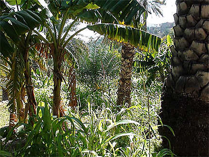 Végétation des plantations à Misfah