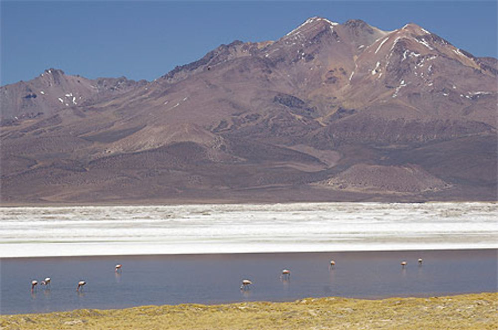 Flamants roses au Salar de Surire