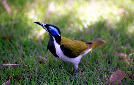 Oiseau Oiseau