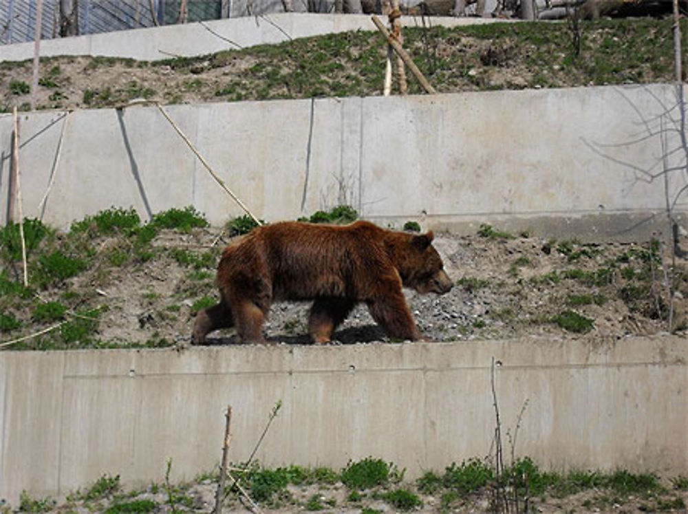 L'ours Finn