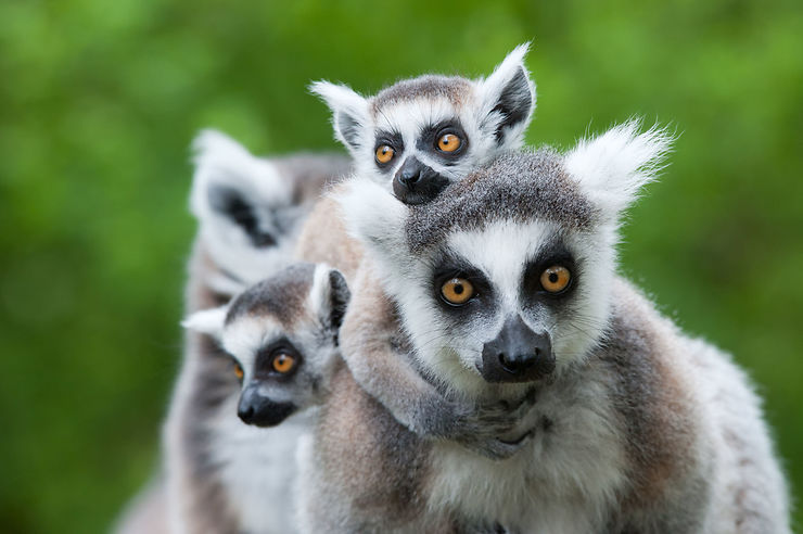 Les lémuriens - Madagascar
