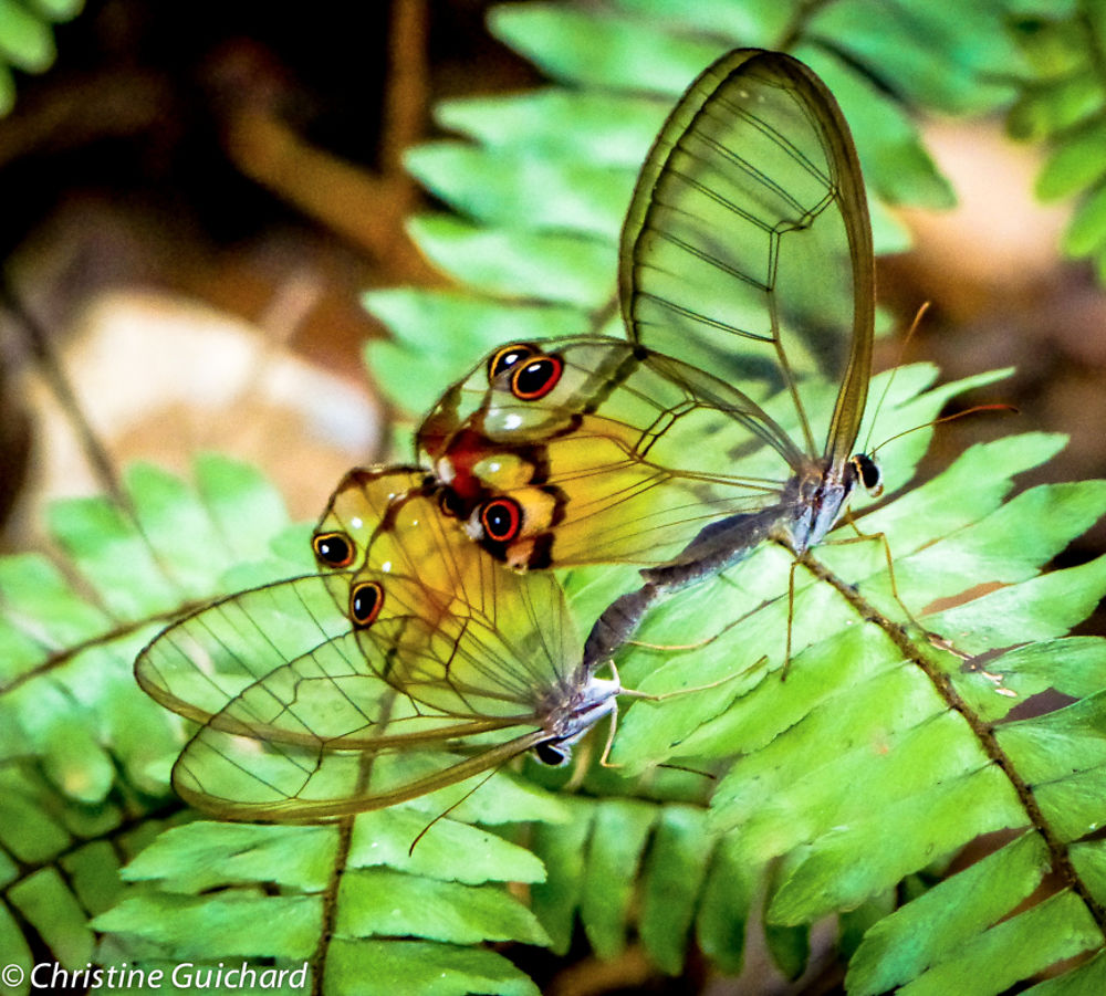 Accouplement de papillons en Guyane Française