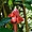 Rose de porcelaine, parc national du volcan Arenal
