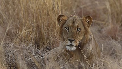 Lion d'Afrique de l'ouest