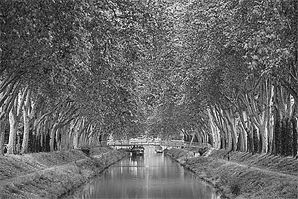 Toulouse - Canal de Brienne et ses platanes