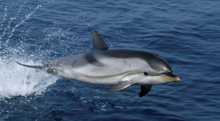 Dauphins - Porquerolles et la Méditerranée