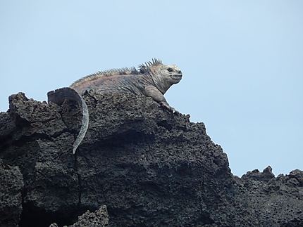 Iguane marin - Santa Fe
