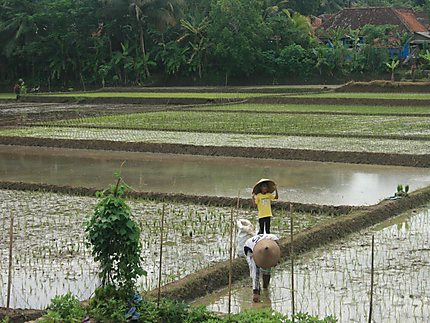 Plantation du riz